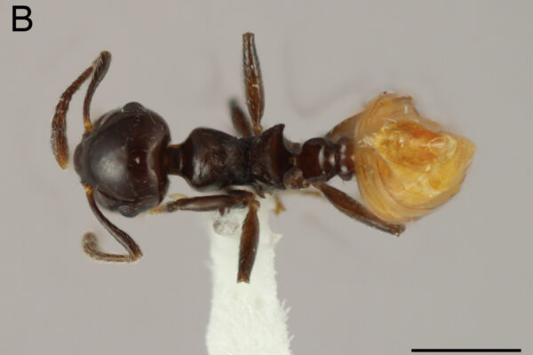 Hormiga